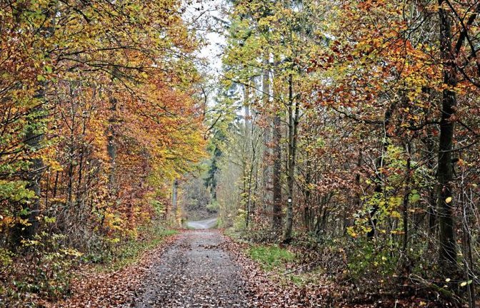 Herbstliches Idyll, doch der Schein trügt: Der Illinger Wald leidet, weil es zu wenig regnet. Foto: sta