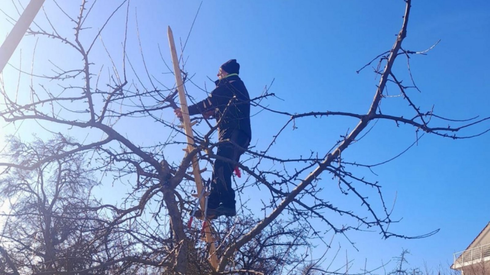 Es geht hoch hinaus. Foto: OGV Nussdorf Es geht hoch hinaus. Foto: OGV Nussdorf