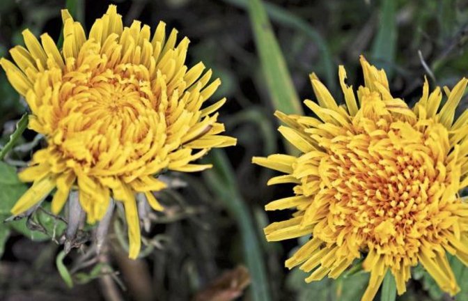 Eigentlich habe er seine Bilder von blühenden Blumen Donald Trump schicken wollen, schreibt Rudi Thalhäuser aus Gündelbach. Aber der ließe sich wohl trotzdem nicht von der Klimaerwärmung überzeugen. Hier Thalhäusers Löwenzahnblüten im Januar.