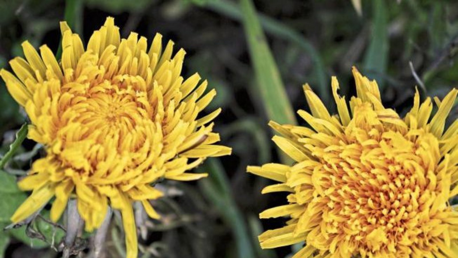 Eigentlich habe er seine Bilder von blühenden Blumen Donald Trump schicken wollen, schreibt Rudi Thalhäuser aus Gündelbach. Aber der ließe sich wohl trotzdem nicht von der Klimaerwärmung überzeugen. Hier Thalhäusers Löwenzahnblüten im Januar. Eigentlich habe er seine Bilder von blühenden Blumen Donald Trump schicken wollen, schreibt Rudi Thalhäuser aus Gündelbach. Aber der ließe sich wohl trotzdem nicht von der Klimaerwärmung überzeugen. Hier Thalhäusers Löwenzahnblüten im Januar.