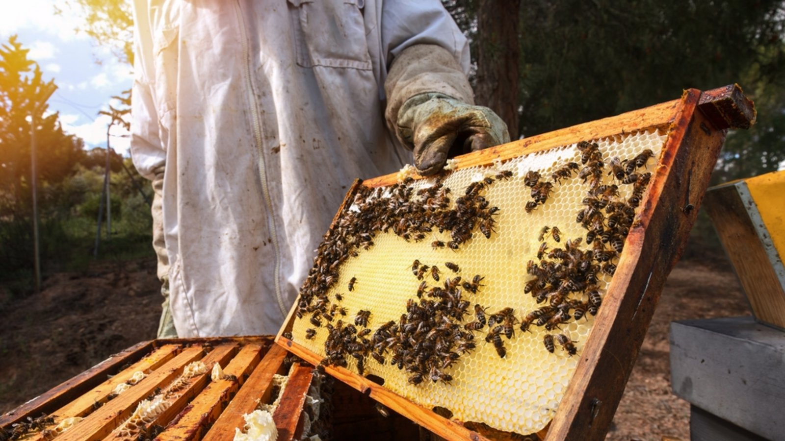 Bienen im eigenen Garten halten ist erlaubt - doch was muss man beachten? Hier erfahren Sie alles zu rechtlichen Vorgaben, Meldepflichten & den Vorteilen der Bienenhaltung.Foto: Perpis / Shutterstock.com Bienen im eigenen Garten halten ist erlaubt - doch was muss man beachten? Hier erfahren Sie alles zu rechtlichen Vorgaben, Meldepflichten & den Vorteilen der Bienenhaltung.Foto: Perpis / Shutterstock.com