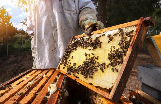 Bienen im eigenen Garten halten ist erlaubt - doch was muss man beachten? Hier erfahren Sie alles zu rechtlichen Vorgaben, Meldepflichten & den Vorteilen der Bienenhaltung.<span class='image-autor'>Foto: Perpis / Shutterstock.com</span>