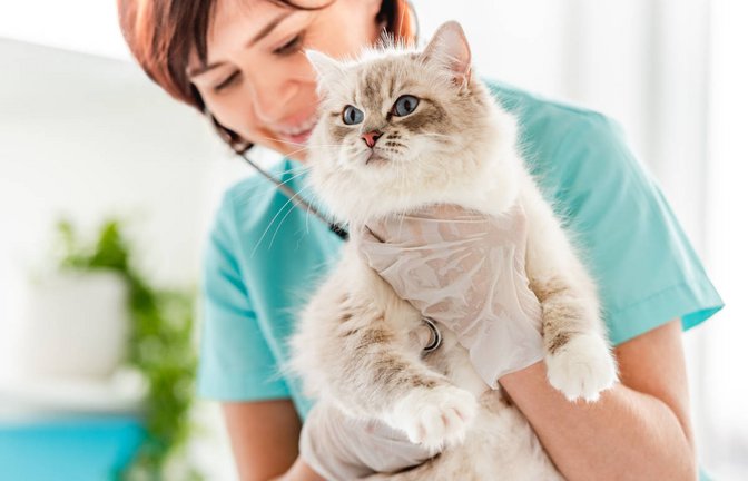 Die Übersicht der Tierarztkosten für Katzen als Tabelle. Das müssen Katzenbesitzer laut Gebührenordnung für Tierärzte (GOT) für Impfungen, Operationen und Co bezahlen.<span class='image-autor'>Foto: Tatyana Vyc / Shutterstock.com</span>