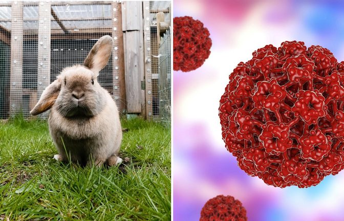 In den USA sorgen mit einem Virus infizierte Kaninchen derzeit für Aufsehen. (Symbolbilder)<span class='image-autor'>Foto: picture alliance/dpa/dpa-tmn und Imago (rechts)</span>