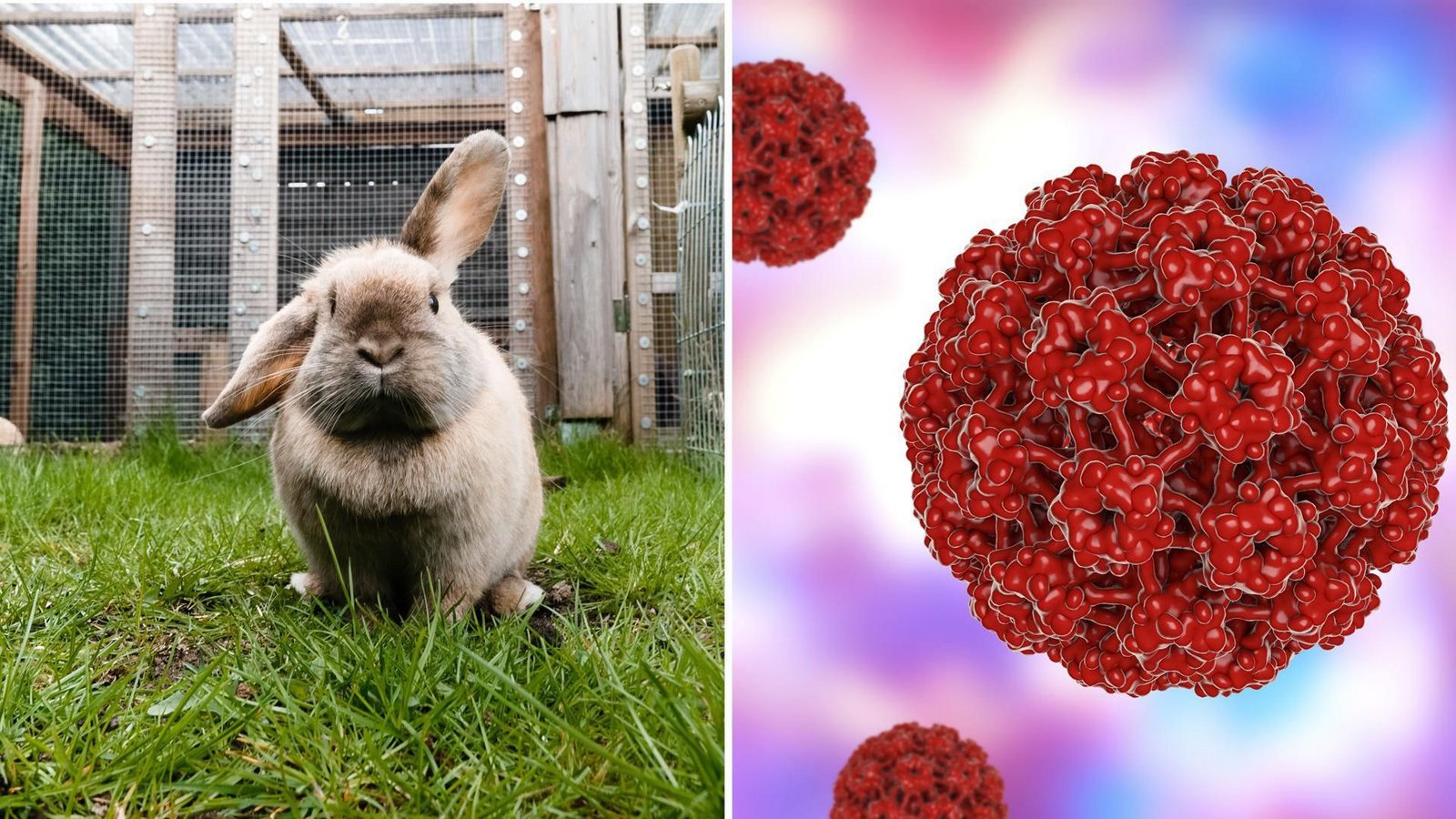 In den USA sorgen mit einem Virus infizierte Kaninchen derzeit für Aufsehen. (Symbolbilder)Foto: picture alliance/dpa/dpa-tmn und Imago (rechts) In den USA sorgen mit einem Virus infizierte Kaninchen derzeit für Aufsehen. (Symbolbilder)Foto: picture alliance/dpa/dpa-tmn und Imago (rechts)