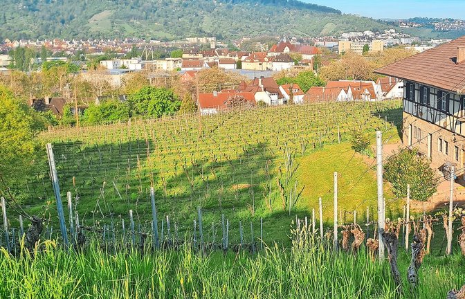 Die tote Frau wurde in den Weinbergen Untertürkheims, oberhalb der Augsburger Straße entdeckt.<span class='image-autor'>Foto: Sebastian Steegmüller</span>