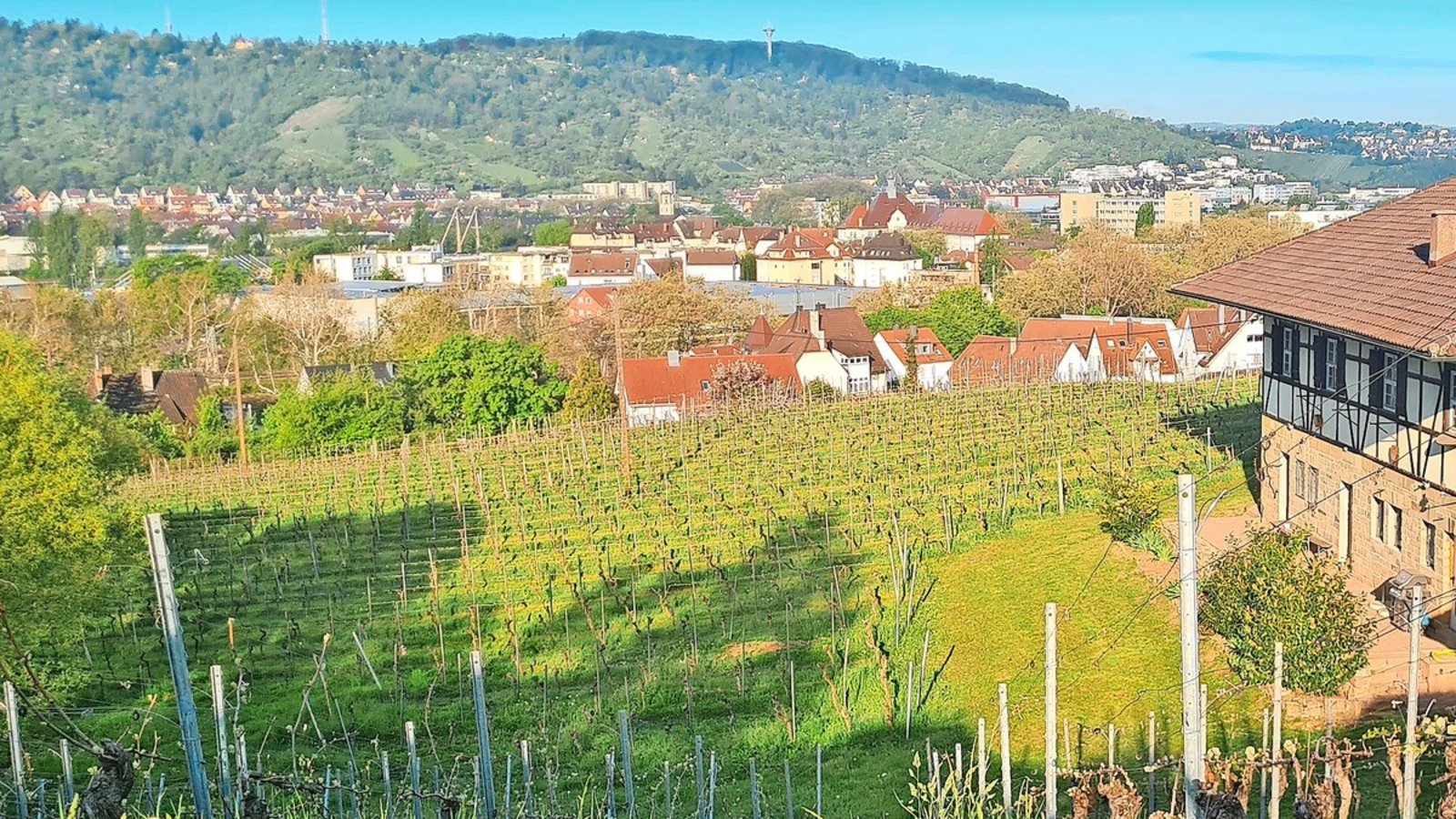 Die tote Frau wurde in den Weinbergen Untertürkheims, oberhalb der Augsburger Straße entdeckt.Foto: Sebastian Steegmüller Die tote Frau wurde in den Weinbergen Untertürkheims, oberhalb der Augsburger Straße entdeckt.Foto: Sebastian Steegmüller