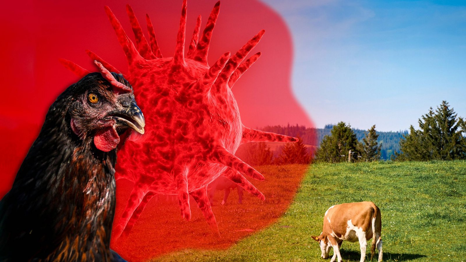 Das Virus H5N1 kursiert seit Jahrzehnten verstärkt unter Vögeln – zunächst in Asien, inzwischen nahezu weltweit. Seit März 2024 ist es auch in Milchkühen nachgewiesen.Foto: Imago/Bihlmayerfotografie Das Virus H5N1 kursiert seit Jahrzehnten verstärkt unter Vögeln – zunächst in Asien, inzwischen nahezu weltweit. Seit März 2024 ist es auch in Milchkühen nachgewiesen.Foto: Imago/Bihlmayerfotografie