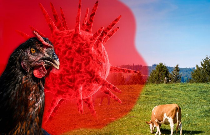 Das Virus H5N1 kursiert seit Jahrzehnten verstärkt unter Vögeln – zunächst in Asien, inzwischen nahezu weltweit. Seit März 2024 ist es auch in Milchkühen nachgewiesen.<span class='image-autor'>Foto: Imago/Bihlmayerfotografie</span>