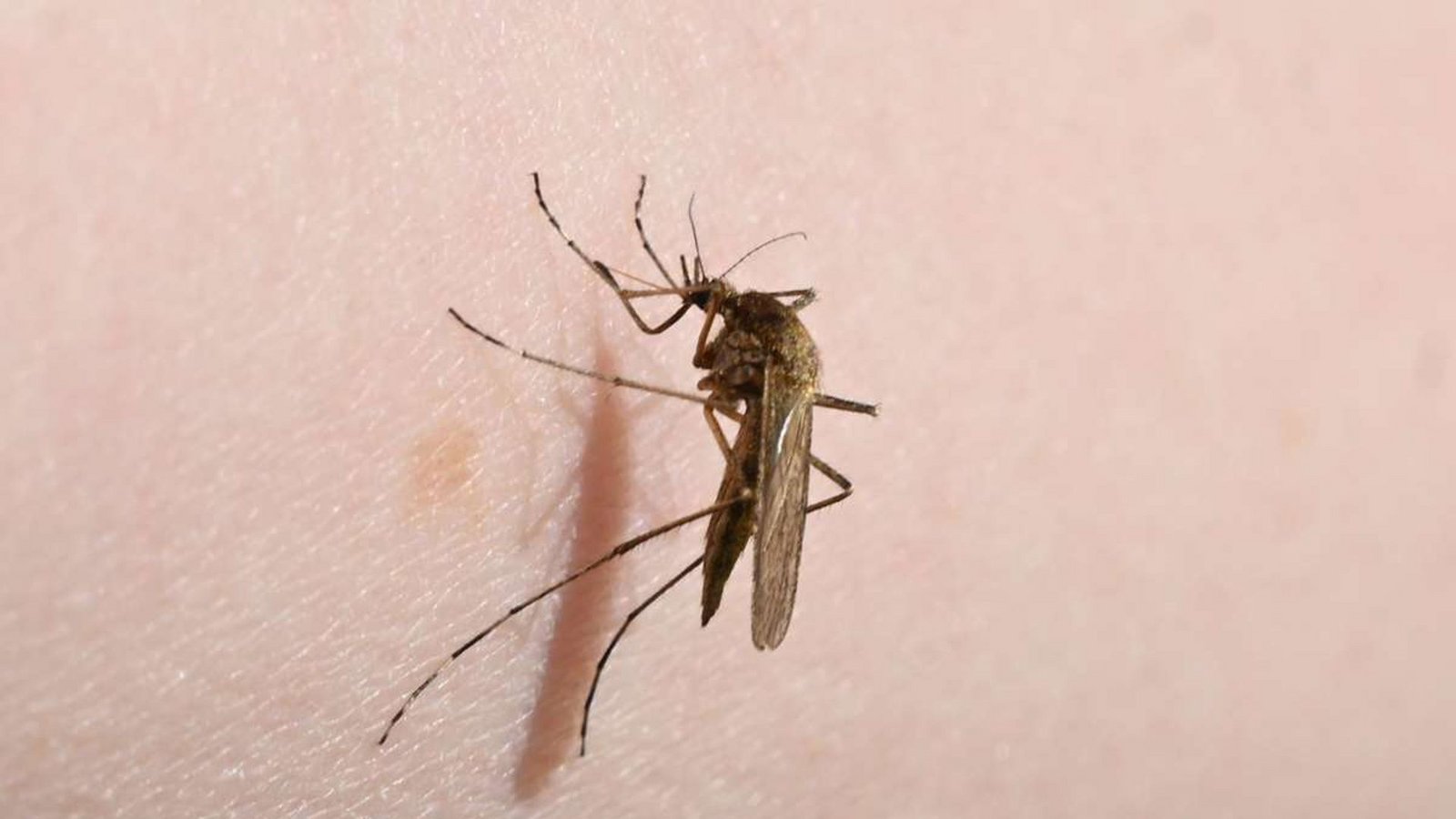 Eine Mücke (Aedes flavescens) sitzt auf einem Arm.Foto: Stefan Sauer/dpa