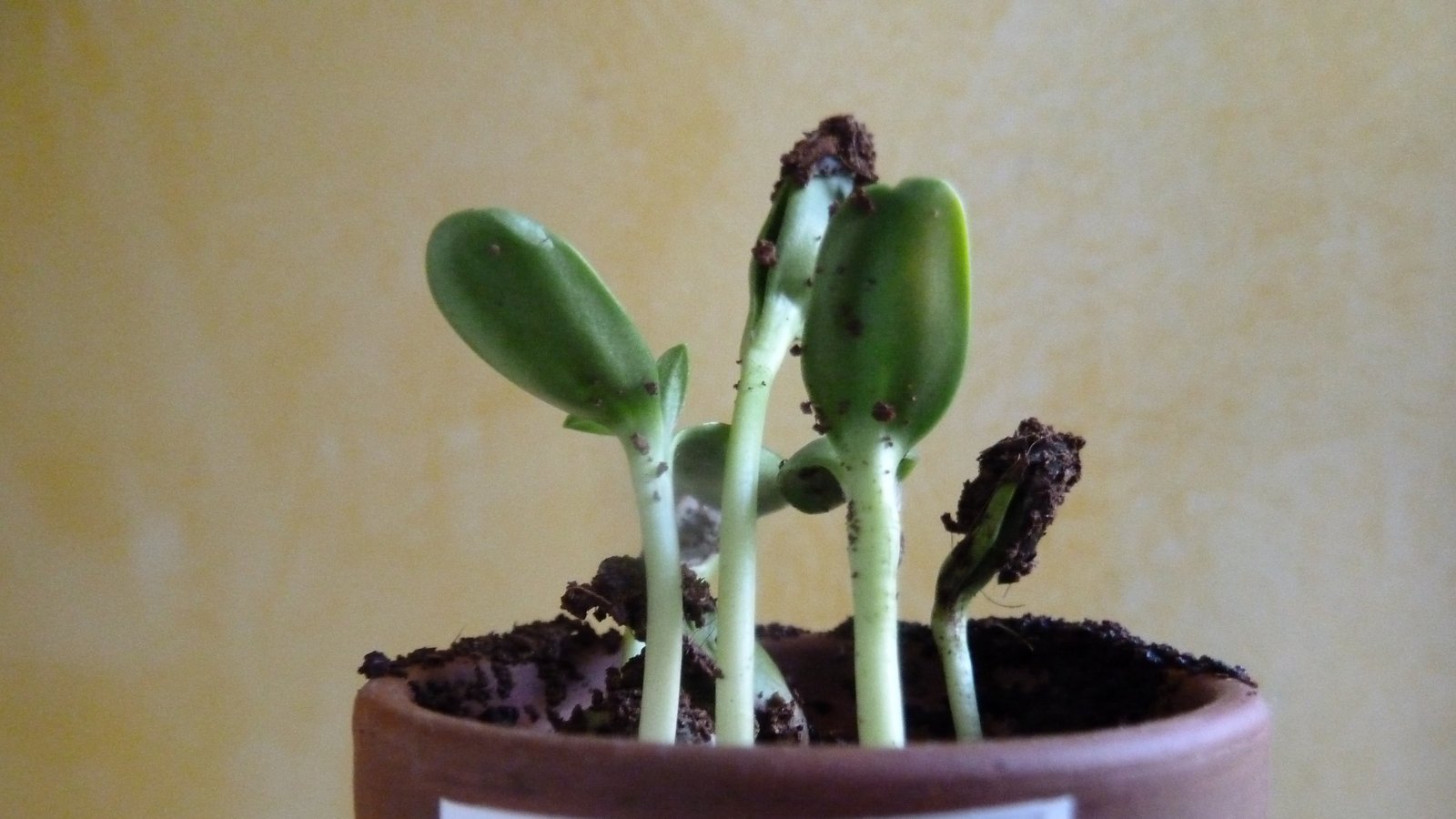sonnenbl