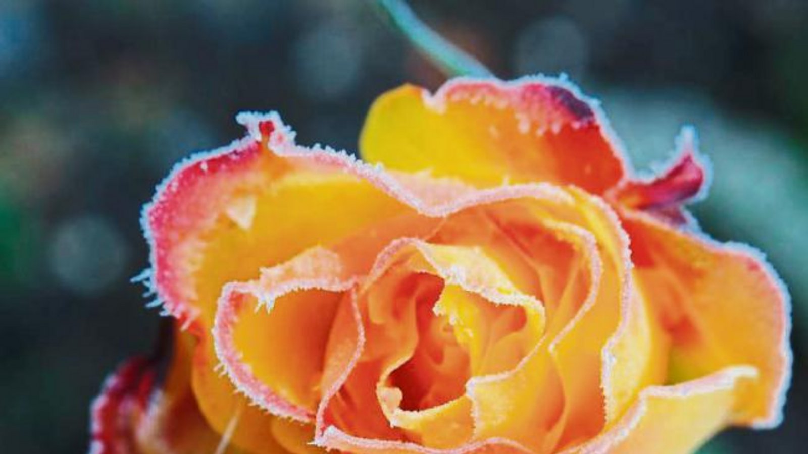 Eine Rose im November mit Eisumrandung schickt Erwin Lorch aus Häfnerhaslach.