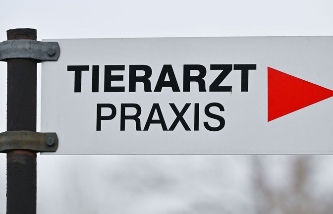 Tierheime beklagen höhere Kosten bei der Behandlung von Tieren. (Symbolbild)<span class='image-autor'>Foto: Patrick Pleul/dpa</span>