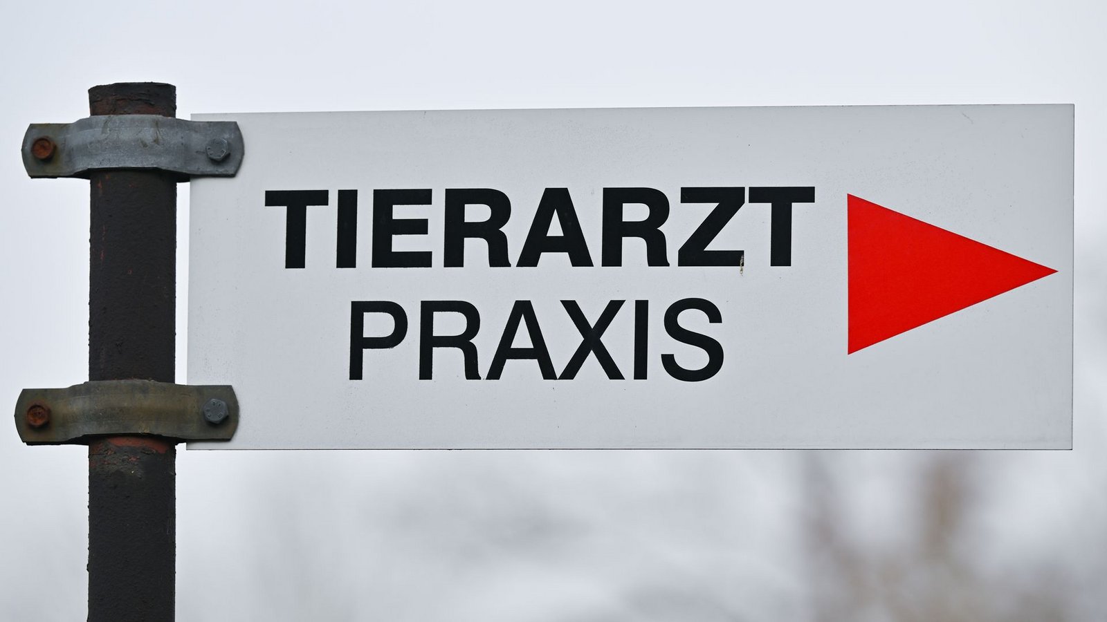 Tierheime beklagen höhere Kosten bei der Behandlung von Tieren. (Symbolbild)Foto: Patrick Pleul/dpa