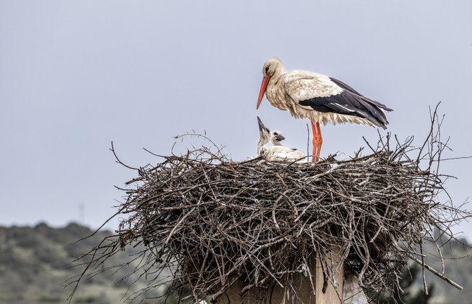 Störche sind nicht nur für ihr elegantes Aussehen bekannt, sondern auch für ihr unverwechselbares Klappern. Warum die Tiere klappern, erfahren Sie hier.<span class='image-autor'>Foto: RudiErnst / Shutterstock.com</span>