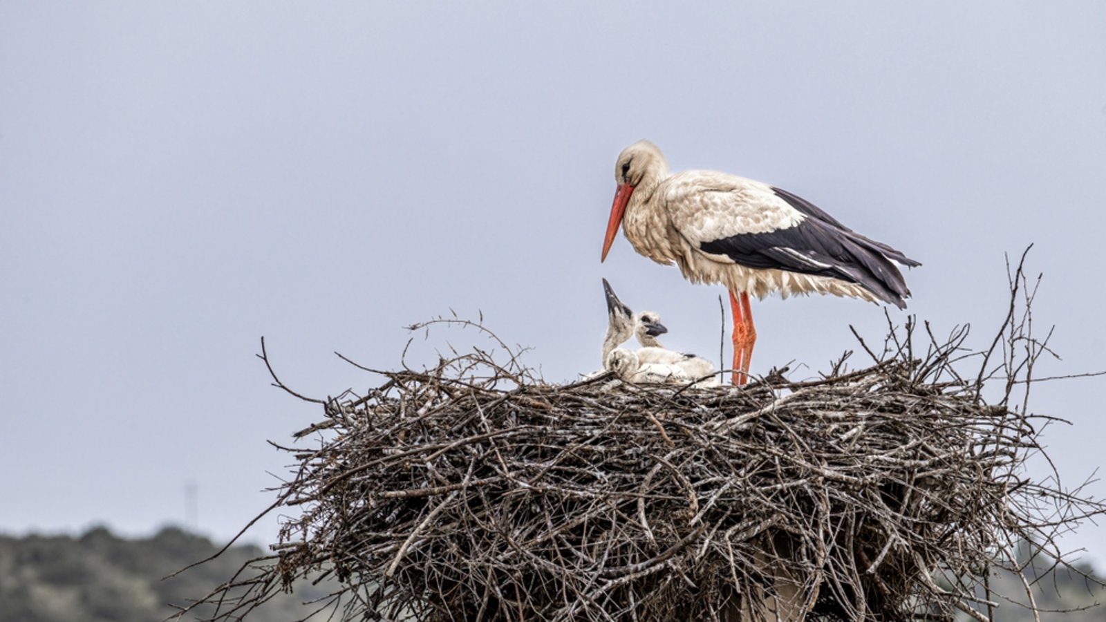 Störche sind nicht nur für ihr elegantes Aussehen bekannt, sondern auch für ihr unverwechselbares Klappern. Warum die Tiere klappern, erfahren Sie hier.Foto: RudiErnst / Shutterstock.com