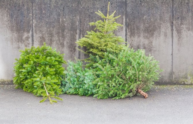 Die Bäume einfach auf der Straße zu entsorgen ist keine Option.<span class='image-autor'>Foto: azur13 / shutterstock.com</span>