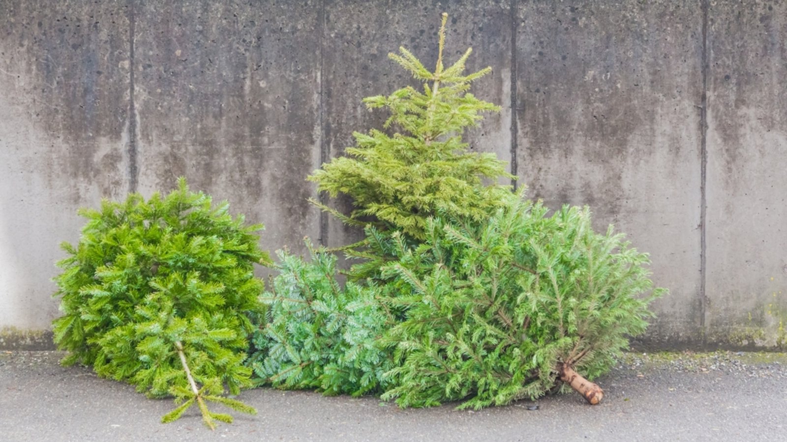 Die Bäume einfach auf der Straße zu entsorgen ist keine Option.Foto: azur13 / shutterstock.com Die Bäume einfach auf der Straße zu entsorgen ist keine Option.Foto: azur13 / shutterstock.com