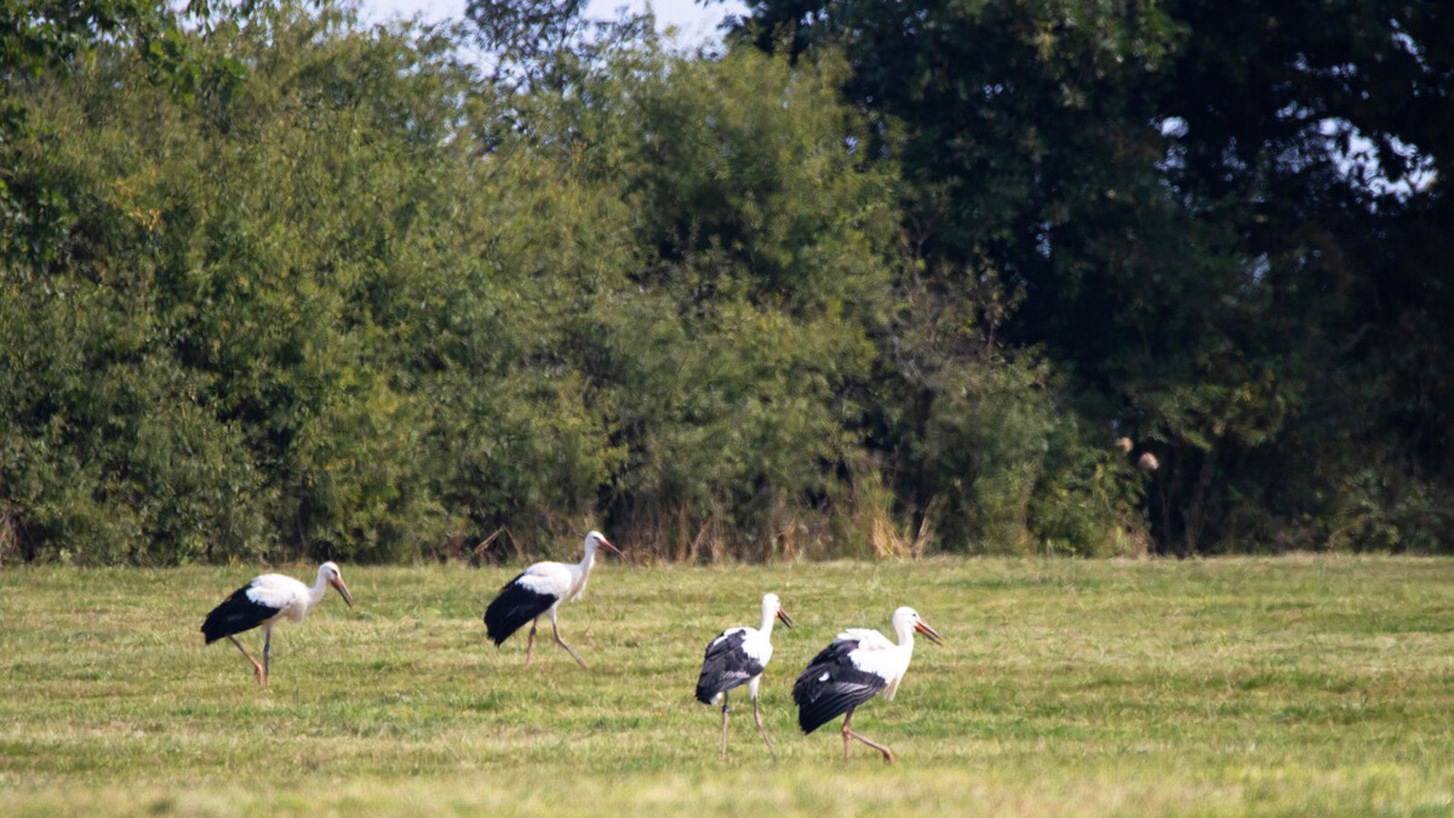 Schritt für Schritt zurück in die freie Natur: Die vier Störche erkunden ihre Umgebung bei Ellwangen.Foto: Wilhelma/Birger Meierjohann Schritt für Schritt zurück in die freie Natur: Die vier Störche erkunden ihre Umgebung bei Ellwangen.Foto: Wilhelma/Birger Meierjohann