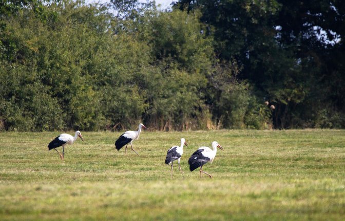 Schritt für Schritt zurück in die freie Natur: Die vier Störche erkunden ihre Umgebung bei Ellwangen.<span class='image-autor'>Foto: Wilhelma/Birger Meierjohann</span>