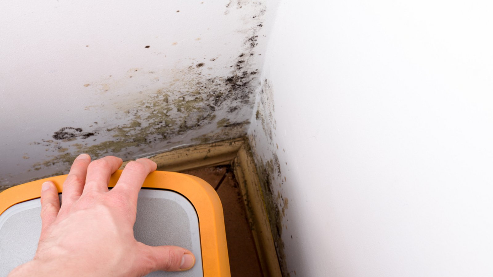 Häufig bildet sich Schimmel in den Außenwand-Ecken von Räumen. Warum das so ist und wie man handeln sollte, erfahren Sie hier.Foto: Cegli / Shutterstock.com Häufig bildet sich Schimmel in den Außenwand-Ecken von Räumen. Warum das so ist und wie man handeln sollte, erfahren Sie hier.Foto: Cegli / Shutterstock.com