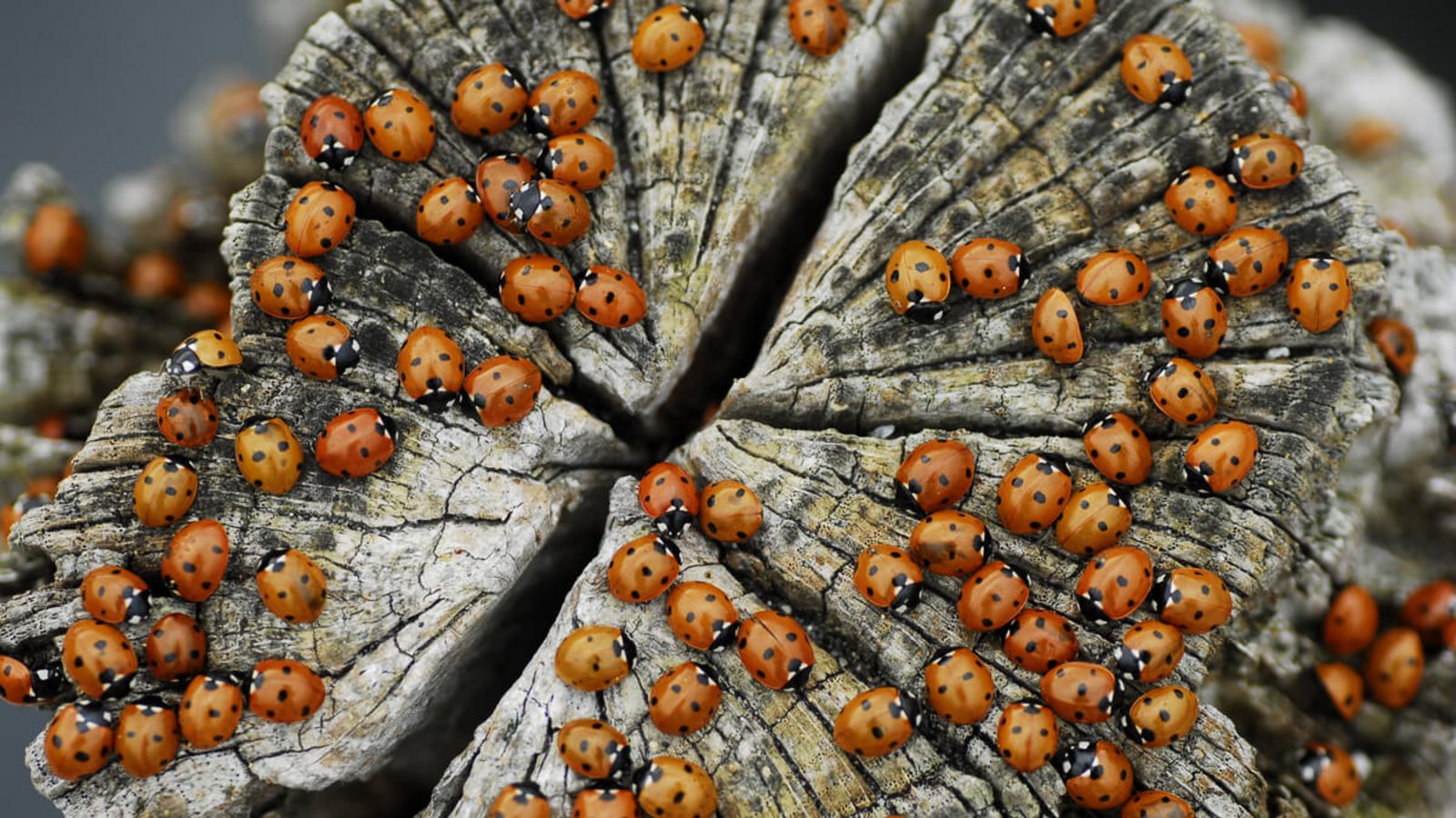 Foto: Stefan Bothen / Shutterstock.com