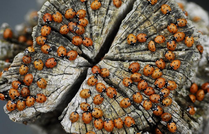 Foto: Stefan Bothen / Shutterstock.com