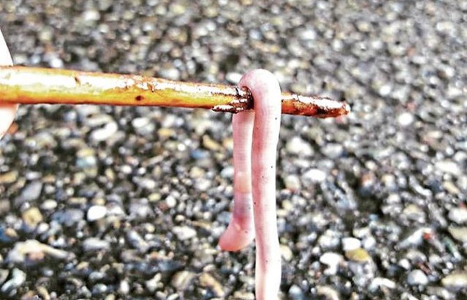 Manche Menschen retten Regenwürmer vom Asphalt.  Foto: Rücker