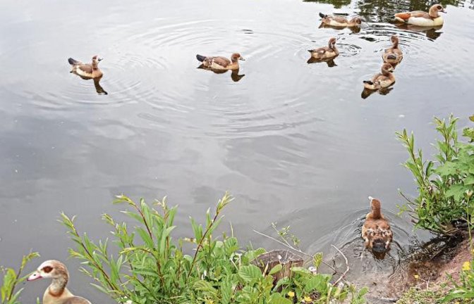 Auf dieses „Gans“ besondere Familienidyll kann man am Ernst-Maurer-See in Illingen treffen.  Foto: Gergen