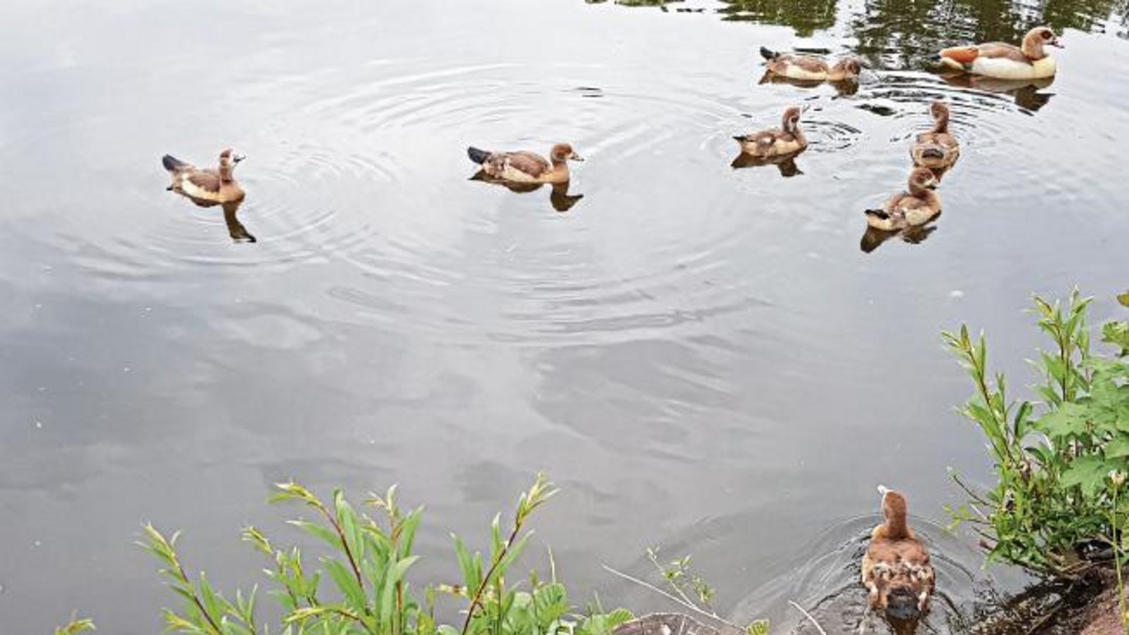 Auf dieses „Gans“ besondere Familienidyll kann man am Ernst-Maurer-See in Illingen treffen. Foto: Gergen Auf dieses „Gans“ besondere Familienidyll kann man am Ernst-Maurer-See in Illingen treffen. Foto: Gergen