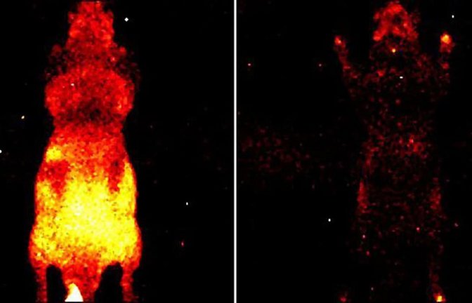 Es gibt tatsächlich ein Lebenslicht: Aufnahme der von der Oberfläche einer lebenden (li.) und einer toten (re.) Maus abgestrahlten Photonen.<span class='image-autor'>National Research Council of Canada (NRC)</span>