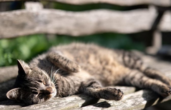Ein Sonnenplatz auf der Bank – viele Straßenkatzen haben dieses Glück nicht. Sie leben versteckt, sind häufig krank und vermehren sich unkontrolliert. Katzenschutzverordnungen sollen dieses Leid eindämmen.<span class='image-autor'>dpa</span>