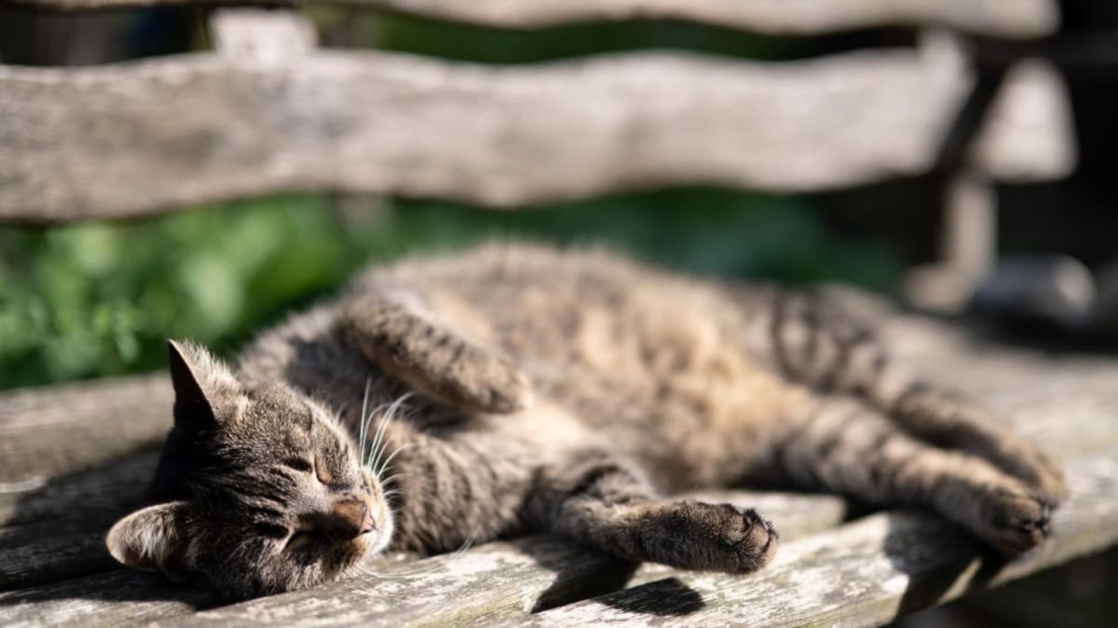 Ein Sonnenplatz auf der Bank – viele Straßenkatzen haben dieses Glück nicht. Sie leben versteckt, sind häufig krank und vermehren sich unkontrolliert. Katzenschutzverordnungen sollen dieses Leid eindämmen.dpa Ein Sonnenplatz auf der Bank – viele Straßenkatzen haben dieses Glück nicht. Sie leben versteckt, sind häufig krank und vermehren sich unkontrolliert. Katzenschutzverordnungen sollen dieses Leid eindämmen.dpa