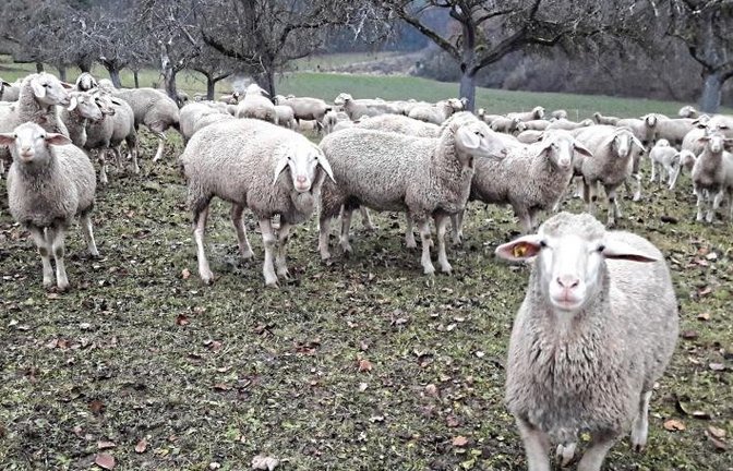 Hallo Schafe! Landschaftspfleger auf vier Beinen auf Auricher Streuobstwiese. Foto: sr