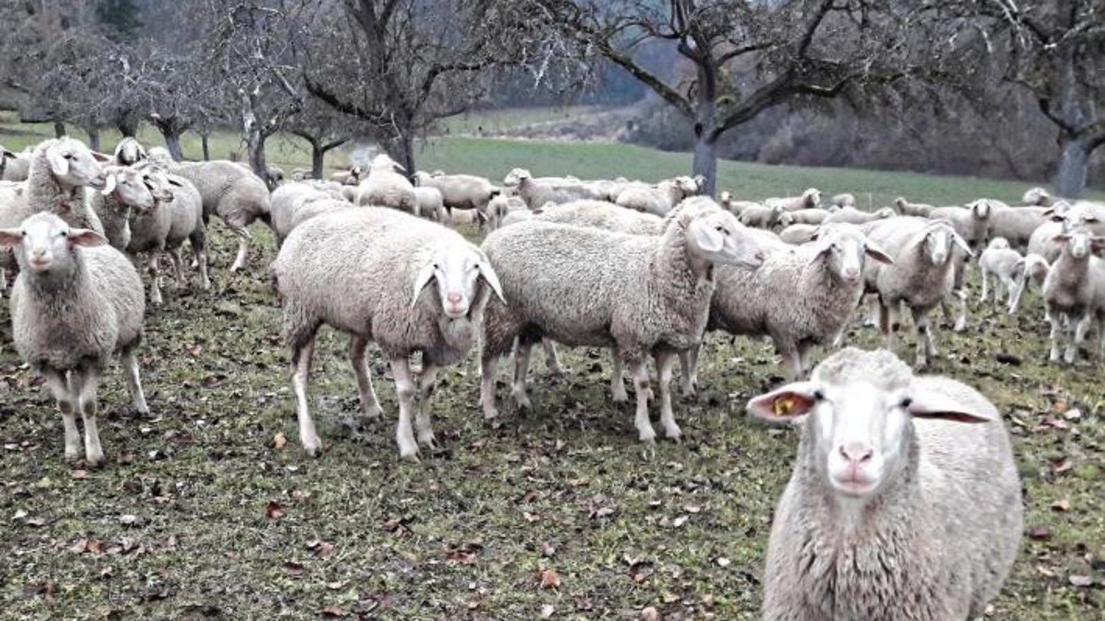 Hallo Schafe! Landschaftspfleger auf vier Beinen auf Auricher Streuobstwiese. Foto: sr