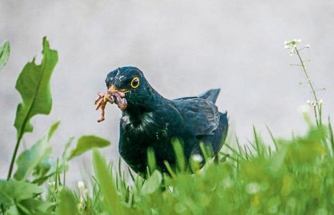 Auch wenn das Wetter nicht mitspielt – der Frühling kommt bestimmt, ist unser Leser Berthold Mede überzeugt.