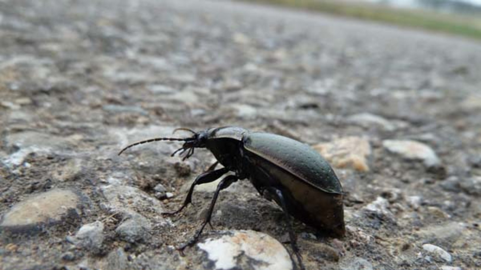 Die Hainlaufkäferdame. Foto: Rücker Die Hainlaufkäferdame. Foto: Rücker