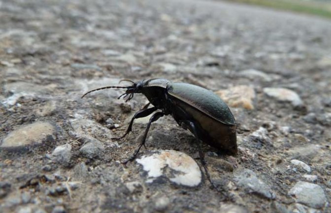 Die Hainlaufkäferdame. Foto: Rücker