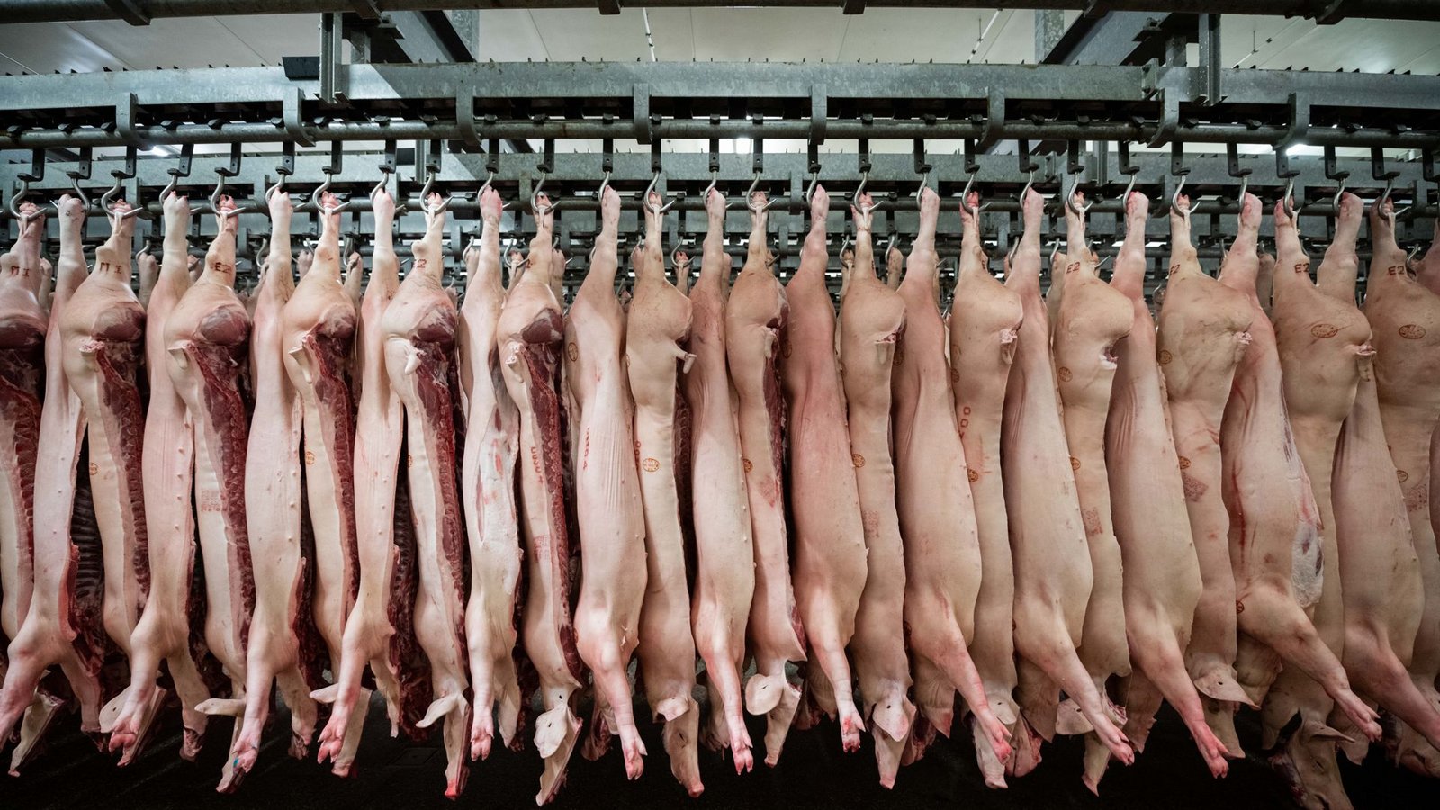Halbierte Schweine hängen in einem Schlachthof.Foto: dpa/Mohssen Assanimoghaddam Halbierte Schweine hängen in einem Schlachthof.Foto: dpa/Mohssen Assanimoghaddam