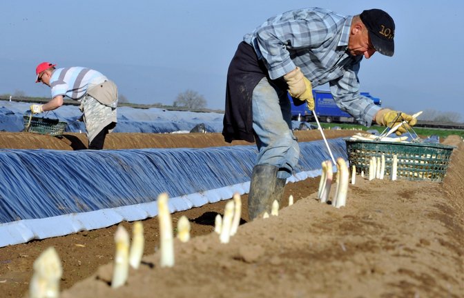 Auch für die Spargel-Felder im Land, auf denen die aktuelle Ernte anläuft, ist  eine Grundsteuererklärung fällig.<span class='image-autor'>Foto: dpa/Rolf Haid</span>