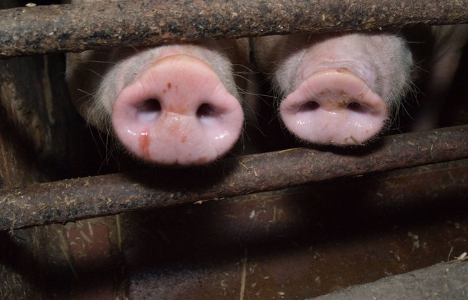 Die Schweine waren abgemagert und teilweise krank. (Symbolbild)<span class='image-autor'>Foto: imago images/Martin Wagner</span>