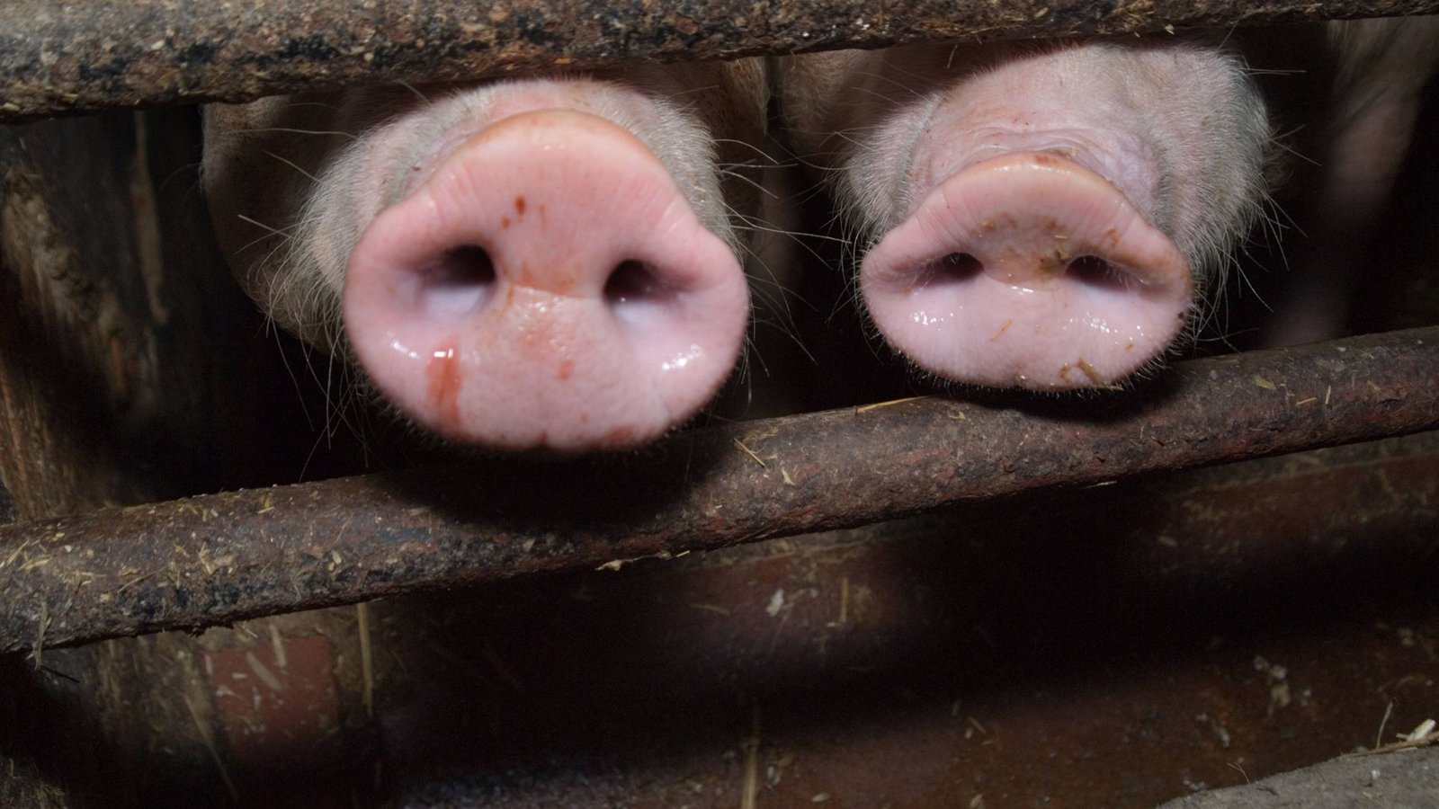 Die Schweine waren abgemagert und teilweise krank. (Symbolbild)Foto: imago images/Martin Wagner