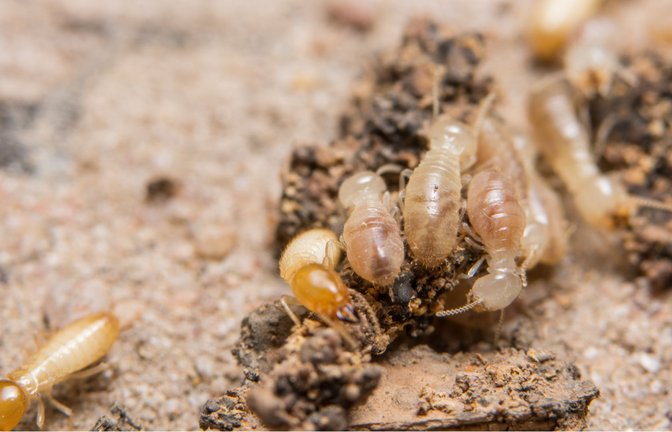 Termitennester sehen nicht nur eindrucksvoll aus, sondern sind auch mit allerhand Hightech ausgestattet, darunter ausgeklügelten Klimaanlagen.<span class='image-autor'>Foto: Imago/Panthermedia</span>