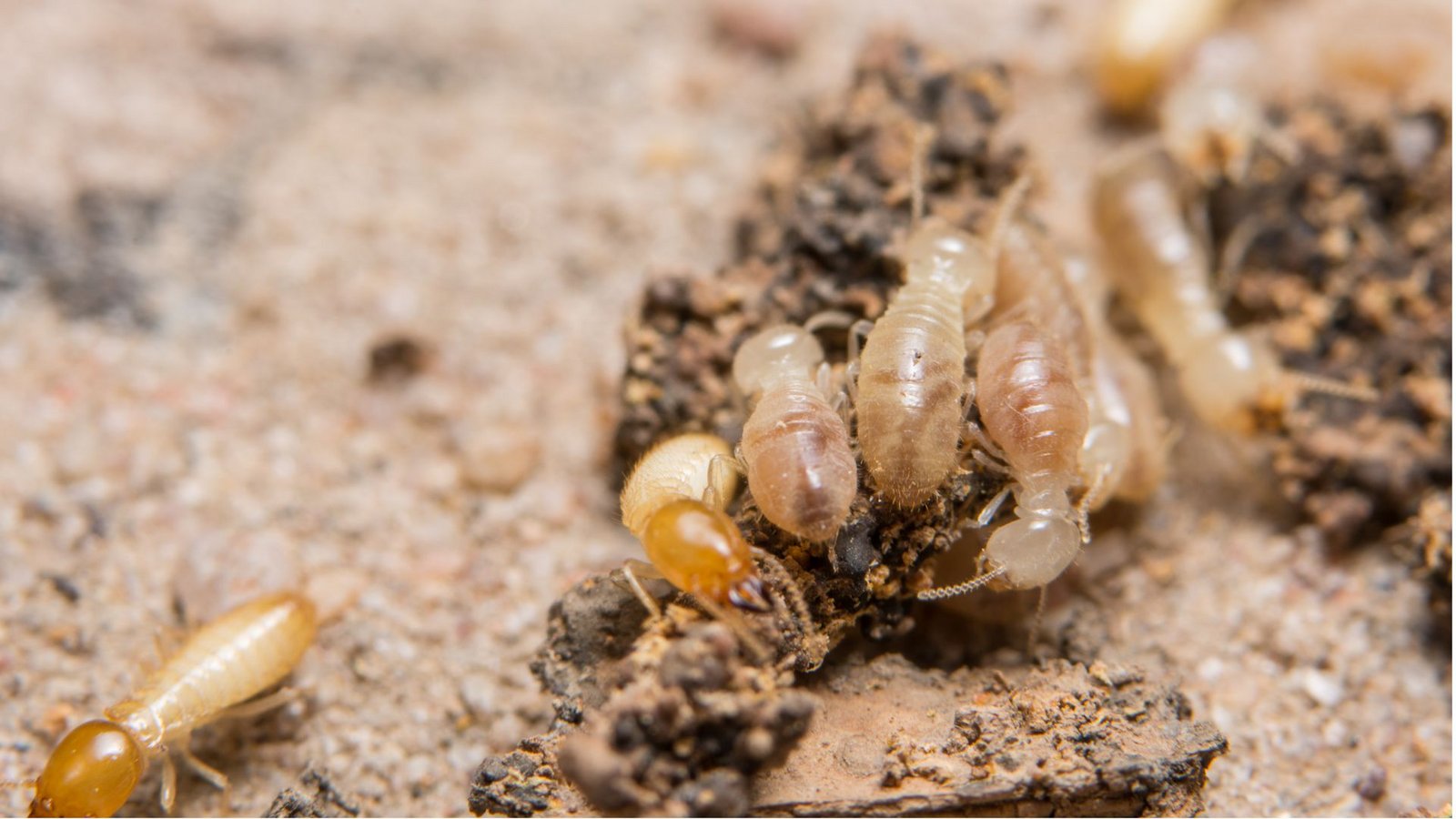 Termitennester sehen nicht nur eindrucksvoll aus, sondern sind auch mit allerhand Hightech ausgestattet, darunter ausgeklügelten Klimaanlagen.Foto: Imago/Panthermedia Termitennester sehen nicht nur eindrucksvoll aus, sondern sind auch mit allerhand Hightech ausgestattet, darunter ausgeklügelten Klimaanlagen.Foto: Imago/Panthermedia