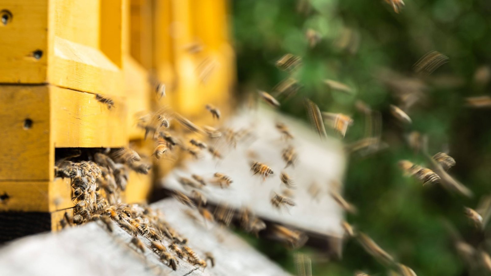 Bienen sind von Natur aus anfällig für Krankheiten.Foto: /Silas Stein Bienen sind von Natur aus anfällig für Krankheiten.Foto: /Silas Stein