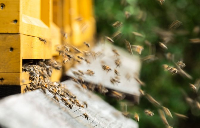 Bienen sind von Natur aus anfällig für Krankheiten.<span class='image-autor'>Foto: /Silas Stein</span>