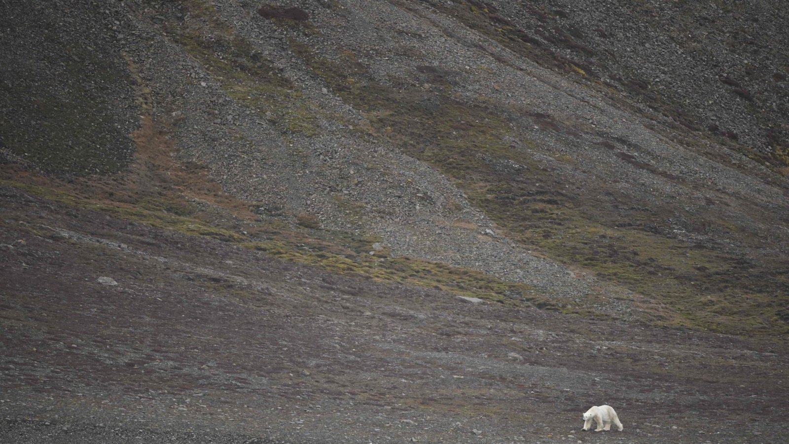 Hier macht sich ein ausgehungerter Eisbär an der Küste der norwegischen Insel Spitzbergen auf die Suche nach Beute.Foto: AFP/OLIVIER MORIN