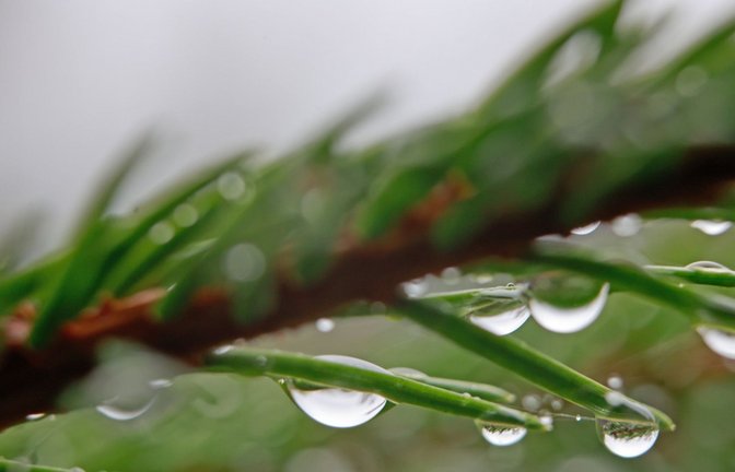 Nicht nur im Schwarzwald wird es nass.<span class='image-autor'>Foto: dpa/Matthias Bein</span>