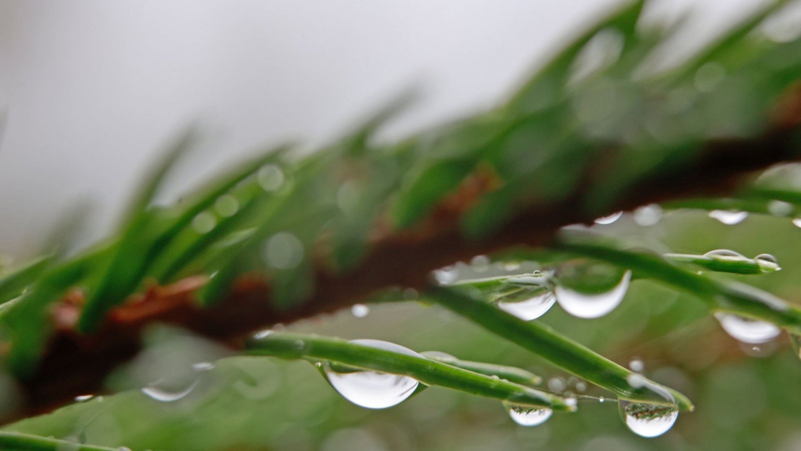 Nicht nur im Schwarzwald wird es nass.Foto: dpa/Matthias Bein Nicht nur im Schwarzwald wird es nass.Foto: dpa/Matthias Bein