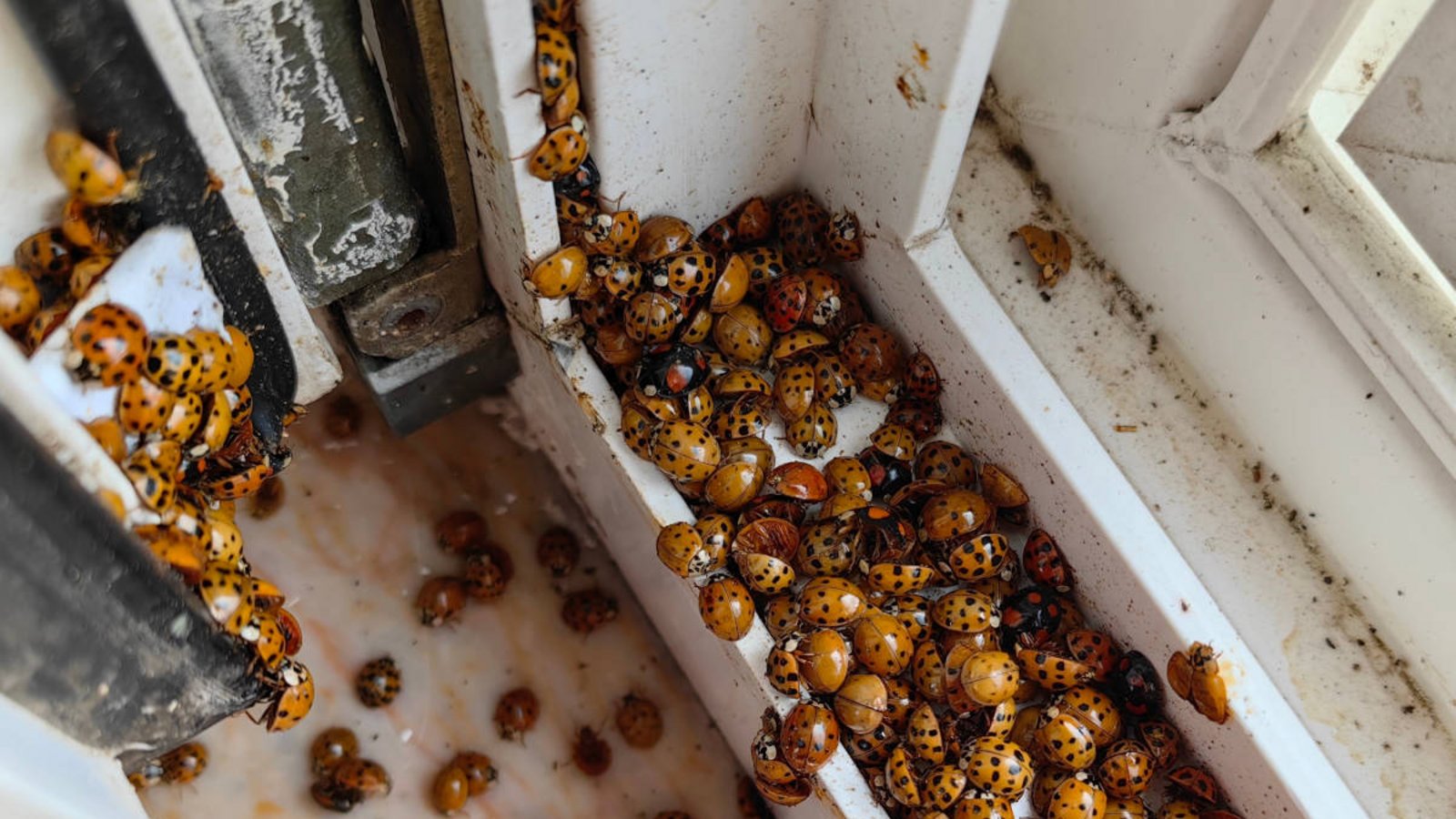 Im Oktober häufen sich Marienkäfer auf Fensterbänken, Wänden und sogar in Wohnungen. Welche Gründe dahinterstecken, warum sie jetzt in Gruppen auftreten und was das für Mensch und Natur bedeutet.Foto: muroPhotographer / Shutterstock.com Im Oktober häufen sich Marienkäfer auf Fensterbänken, Wänden und sogar in Wohnungen. Welche Gründe dahinterstecken, warum sie jetzt in Gruppen auftreten und was das für Mensch und Natur bedeutet.Foto: muroPhotographer / Shutterstock.com